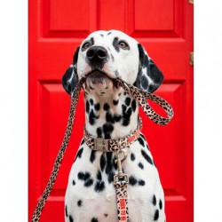PACK COLLIER ET LAISSE...